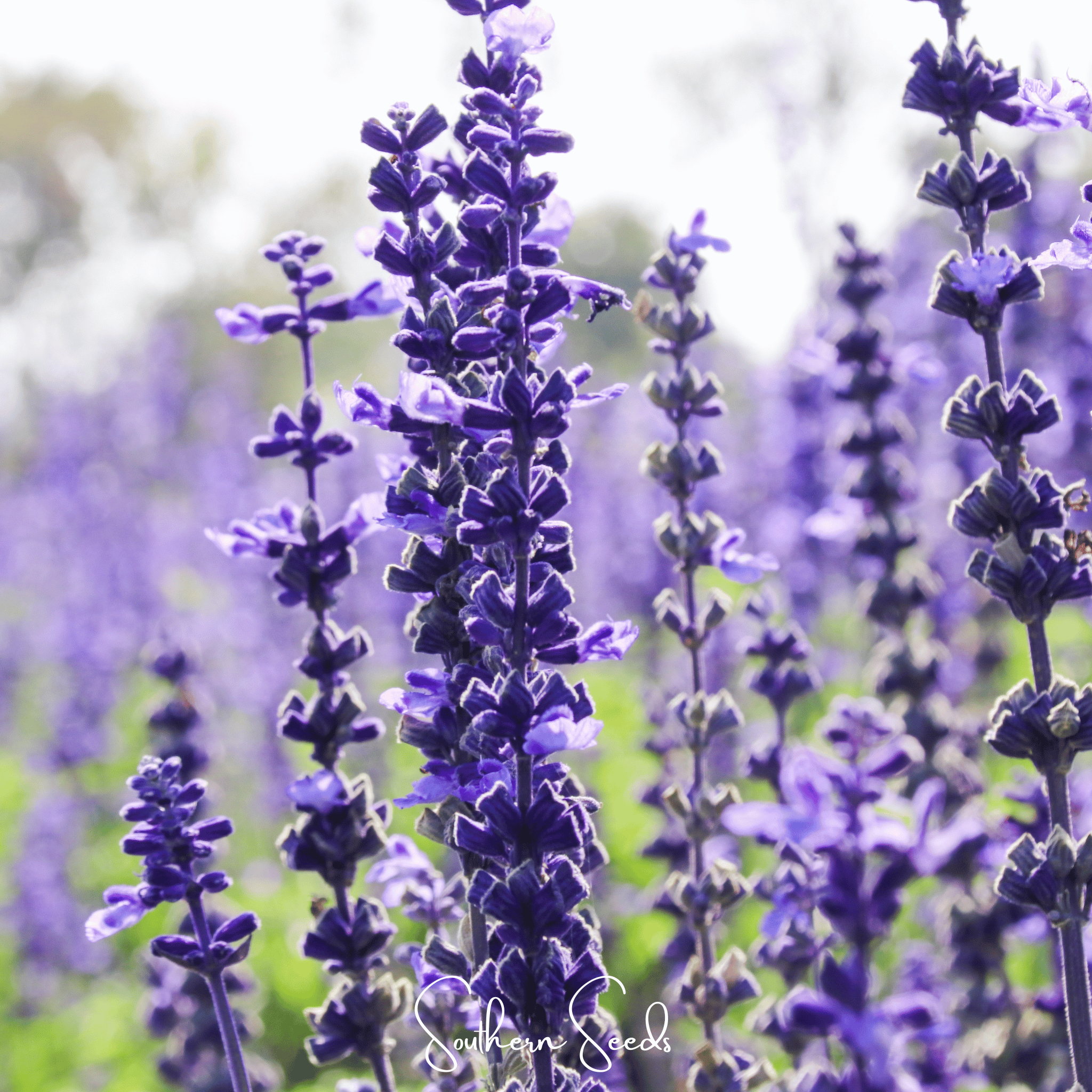 Sage, Kitchen (Salvia officinalis) - 50 Seeds seed packet from Seed Therapy – American - grown, heirloom seeds