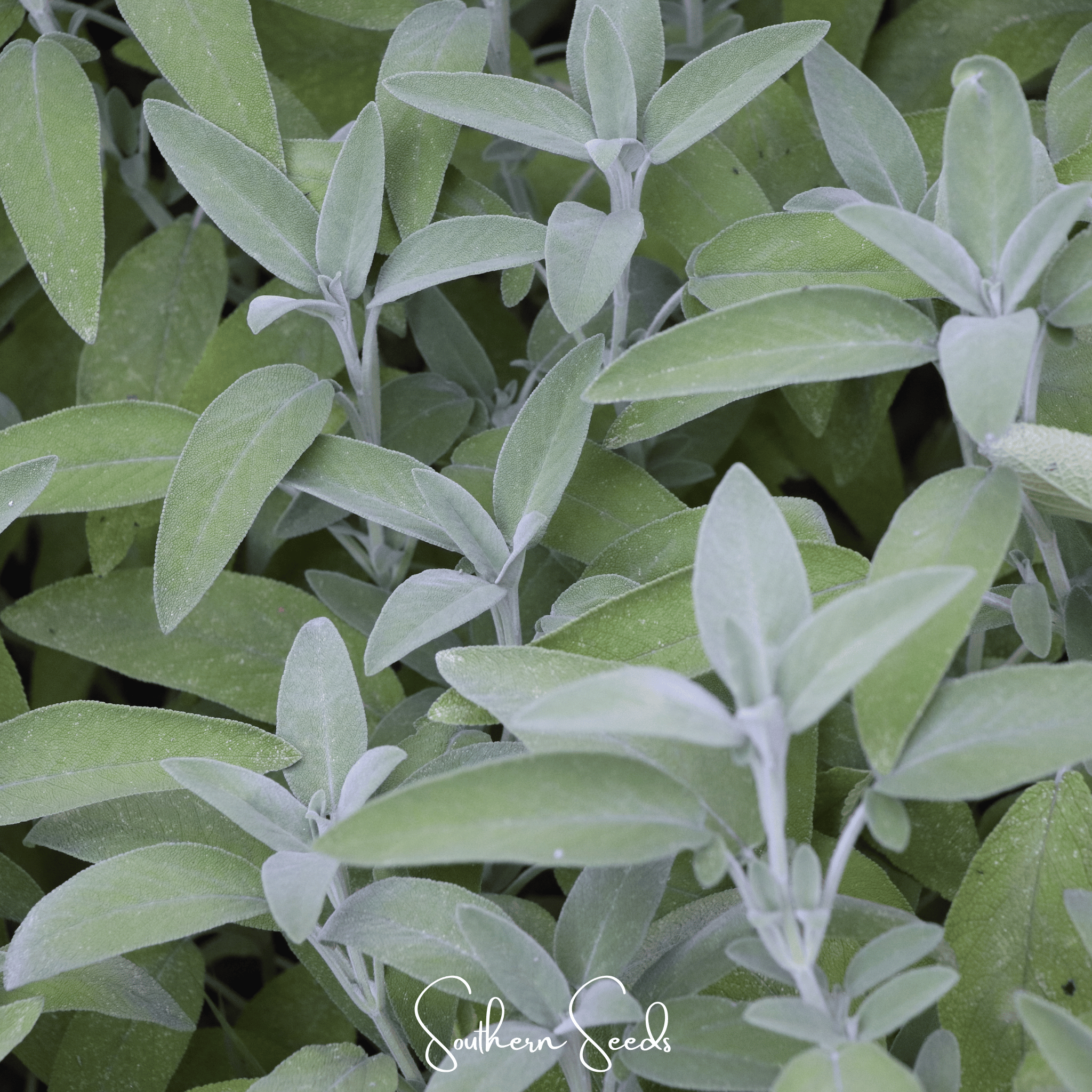Sage, Kitchen (Salvia officinalis) - 50 Seeds seed packet from Seed Therapy – American - grown, heirloom seeds