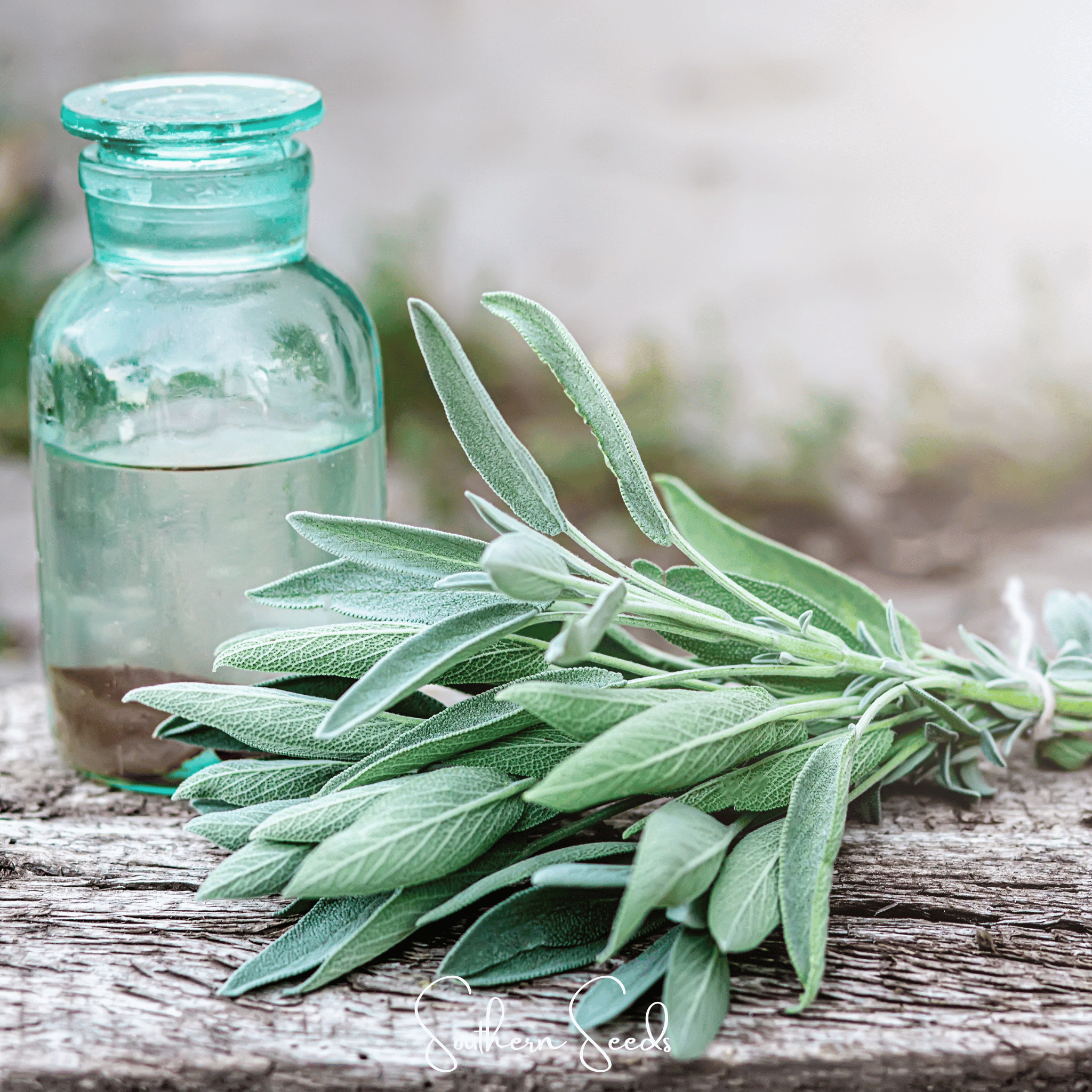 Sage, Kitchen (Salvia officinalis) - 50 Seeds seed packet from Seed Therapy – American - grown, heirloom seeds