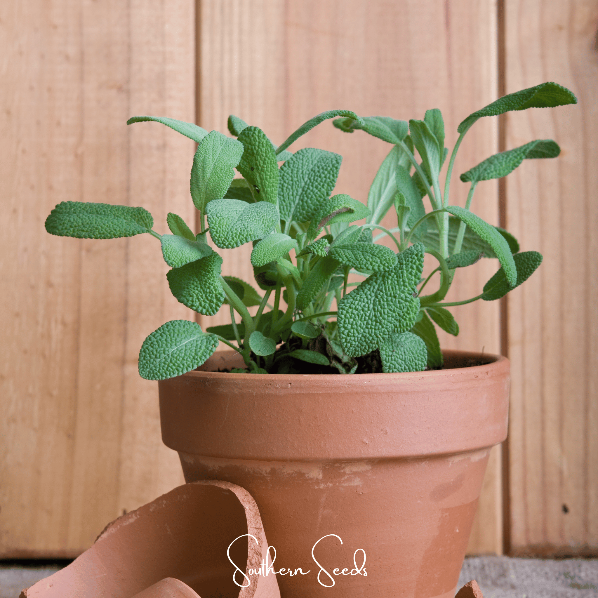 Sage, Kitchen (Salvia officinalis) - 50 Seeds seed packet from Seed Therapy – American - grown, heirloom seeds