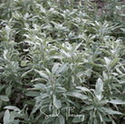 Sage, White - Smudging Sage (Salvia apiana) - 50 Seeds seed packet from Seed Therapy – American - grown, heirloom seeds