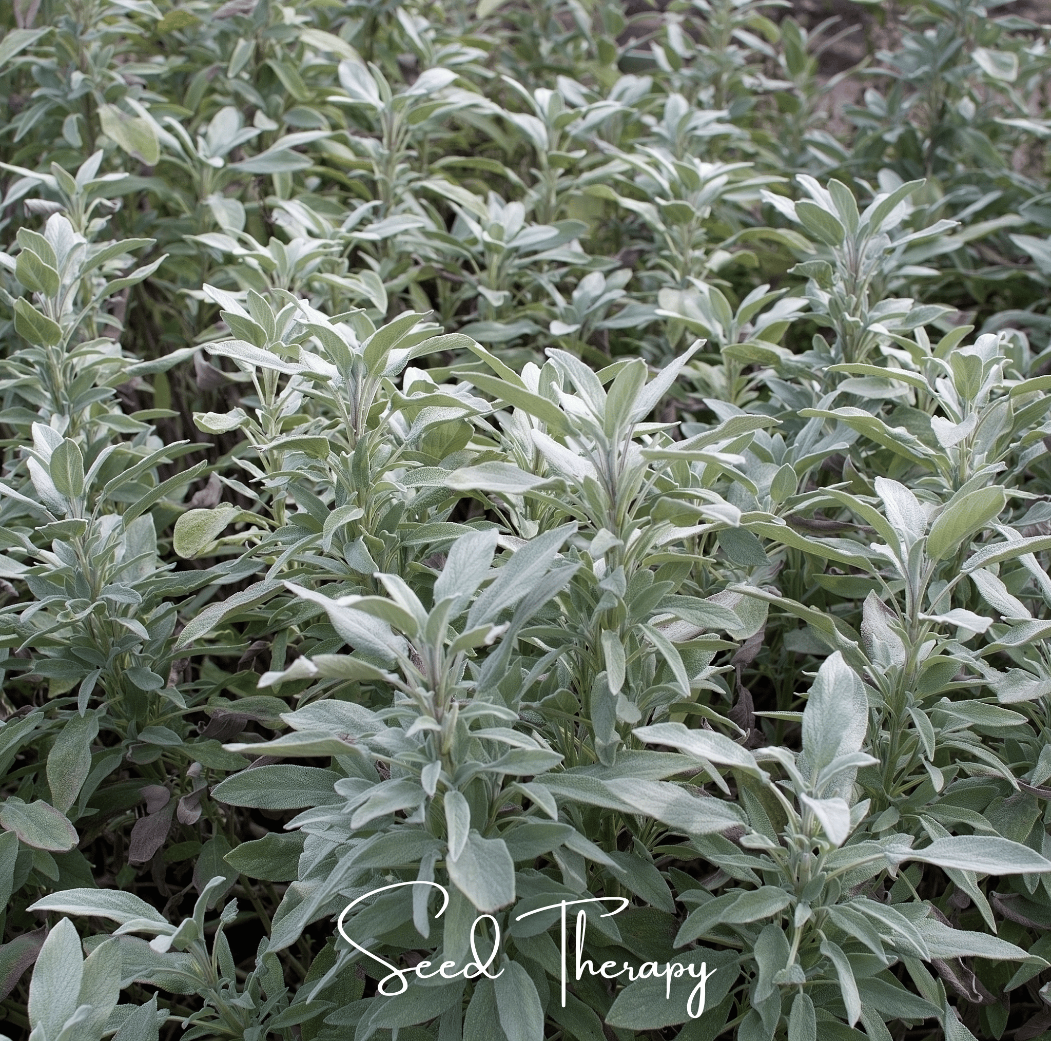 Sage, White - Smudging Sage (Salvia apiana) - 50 Seeds seed packet from Seed Therapy – American - grown, heirloom seeds