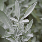 Sage, White - Smudging Sage (Salvia apiana) - 50 Seeds seed packet from Seed Therapy – American - grown, heirloom seeds