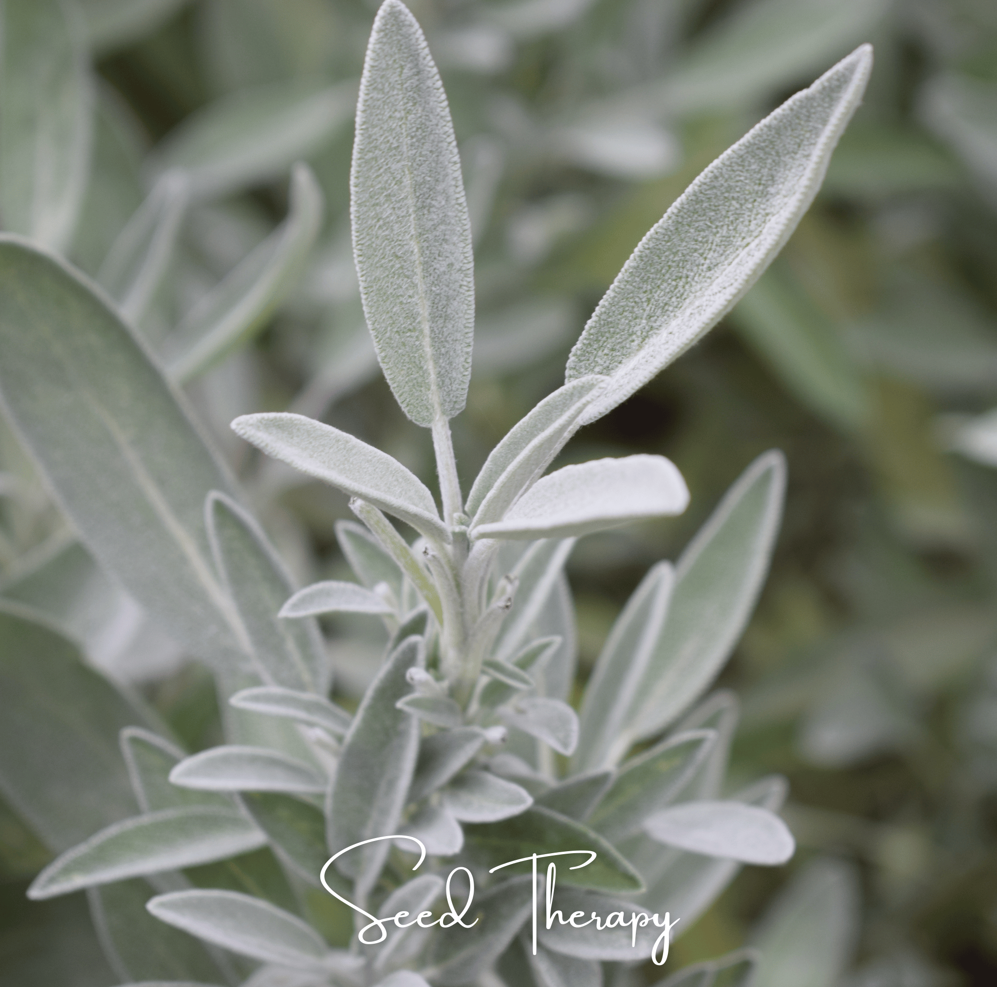 Sage, White - Smudging Sage (Salvia apiana) - 50 Seeds seed packet from Seed Therapy – American - grown, heirloom seeds