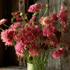 Salmon Queen Scabiosa - 30 Seeds seed packet from Seed Therapy – American - grown, heirloom seeds