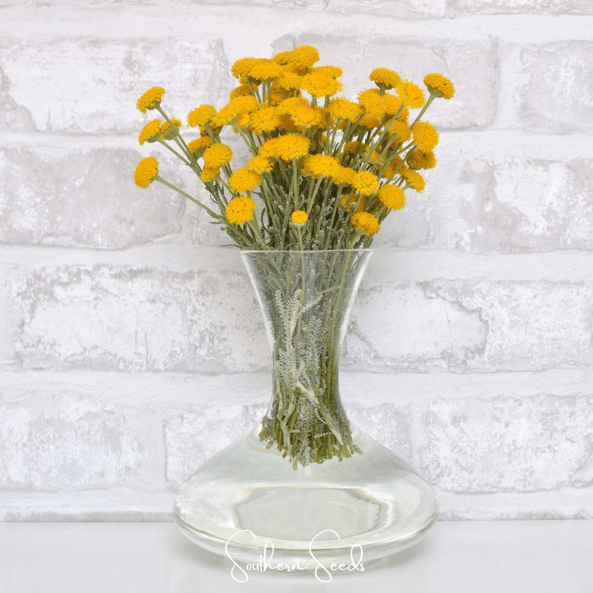 Santolina, Lavender Cotton (Santolina tomentosa) - 20 Seeds seed packet from Seed Therapy – American - grown, heirloom seeds