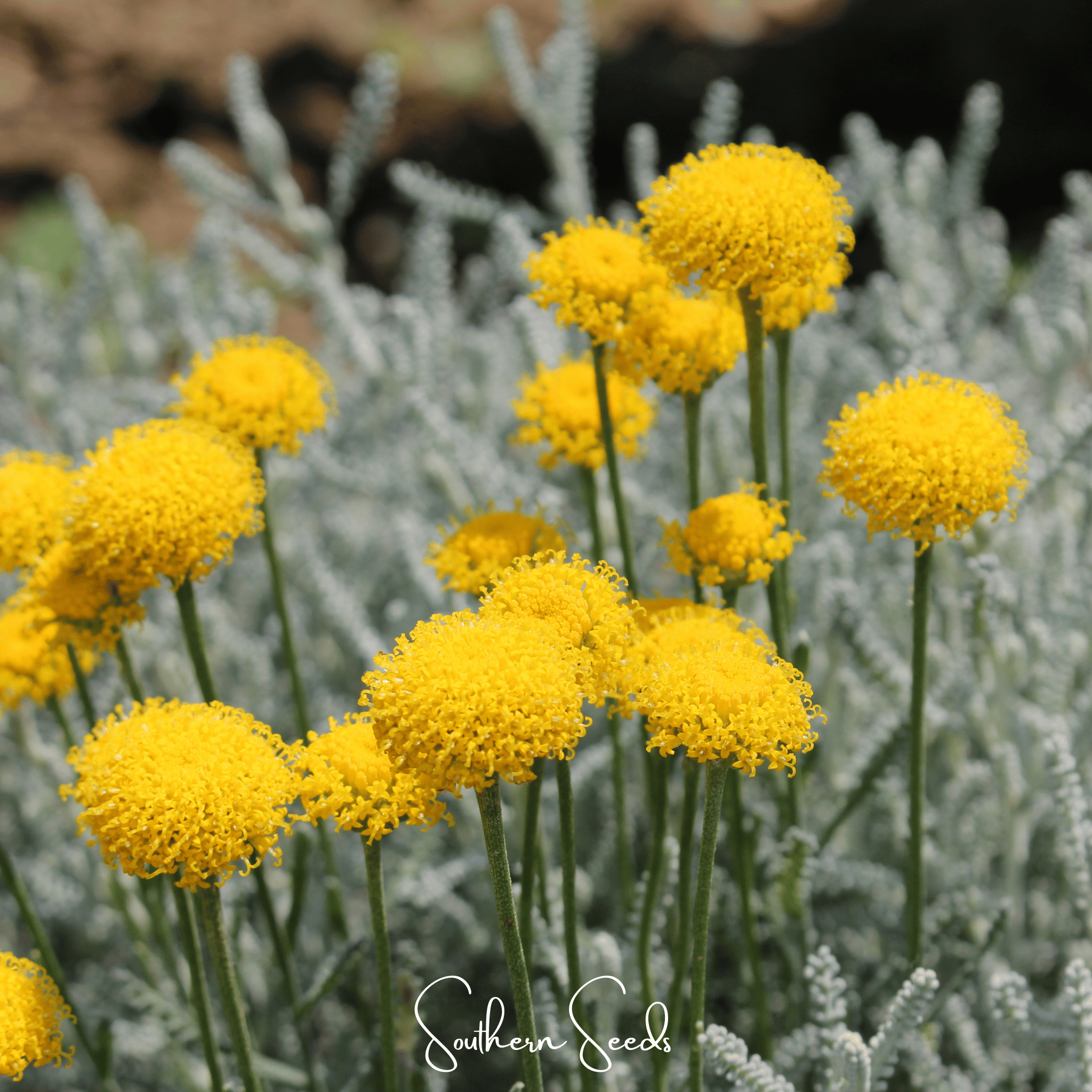 Santolina, Lavender Cotton (Santolina tomentosa) - 20 Seeds seed packet from Seed Therapy – American - grown, heirloom seeds