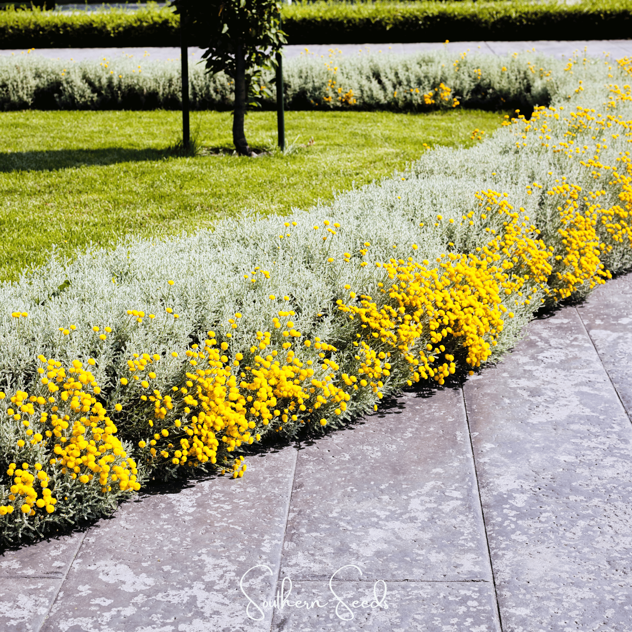 Santolina, Lavender Cotton (Santolina tomentosa) - 20 Seeds seed packet from Seed Therapy – American - grown, heirloom seeds