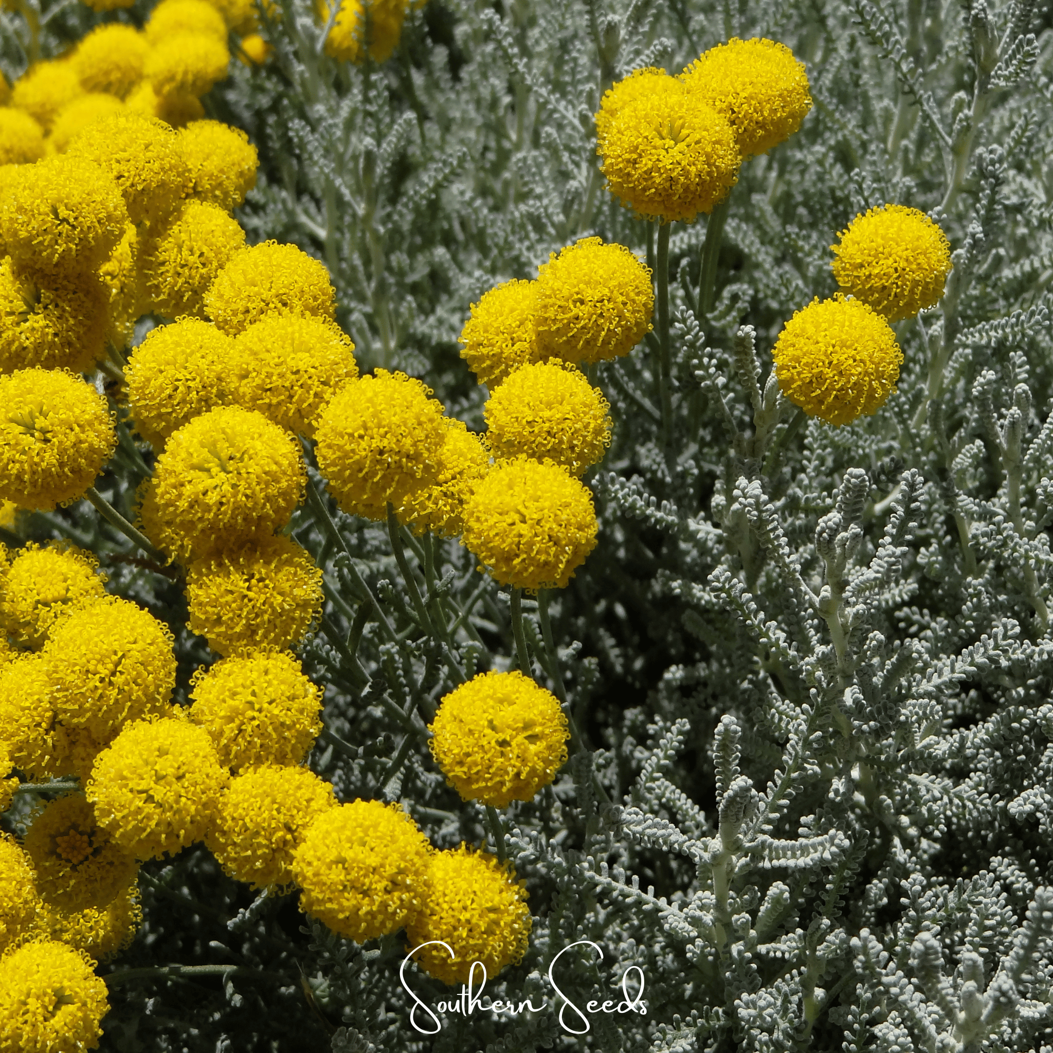 Santolina, Lavender Cotton (Santolina tomentosa) - 20 Seeds seed packet from Seed Therapy – American - grown, heirloom seeds