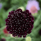 Scabiosa, Black Knight (Scabiosa atropurpurea) - 30 Seeds seed packet from Seed Therapy – American - grown, heirloom seeds