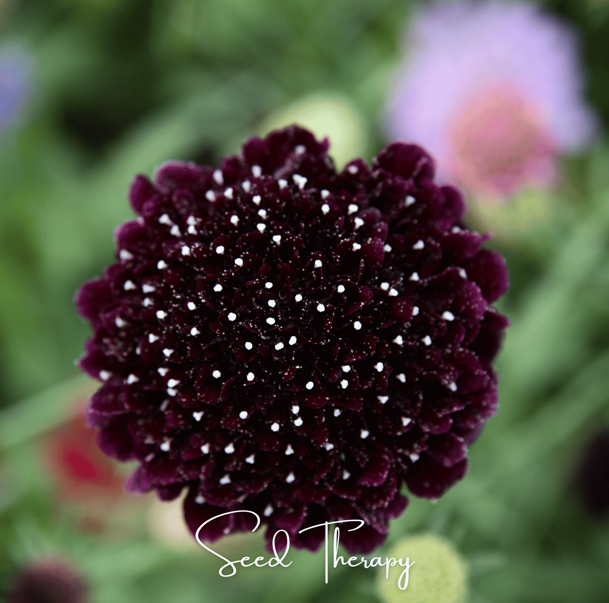 Scabiosa, Black Knight (Scabiosa atropurpurea) - 30 Seeds seed packet from Seed Therapy – American - grown, heirloom seeds