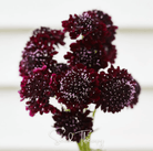 Scabiosa, Black Knight (Scabiosa atropurpurea) - 30 Seeds seed packet from Seed Therapy – American - grown, heirloom seeds
