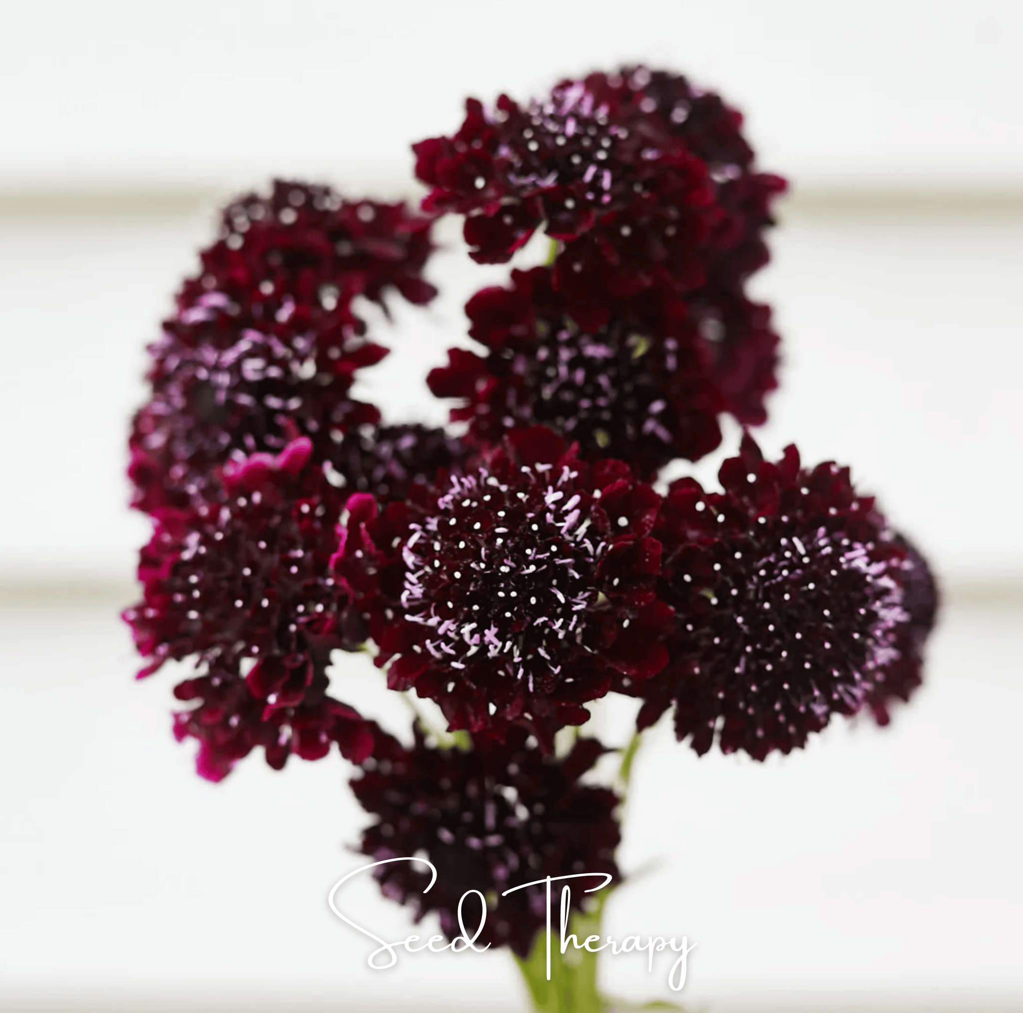 Scabiosa, Black Knight (Scabiosa atropurpurea) - 30 Seeds seed packet from Seed Therapy – American - grown, heirloom seeds