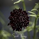 Scabiosa, Black Knight (Scabiosa atropurpurea) - 30 Seeds seed packet from Seed Therapy – American - grown, heirloom seeds