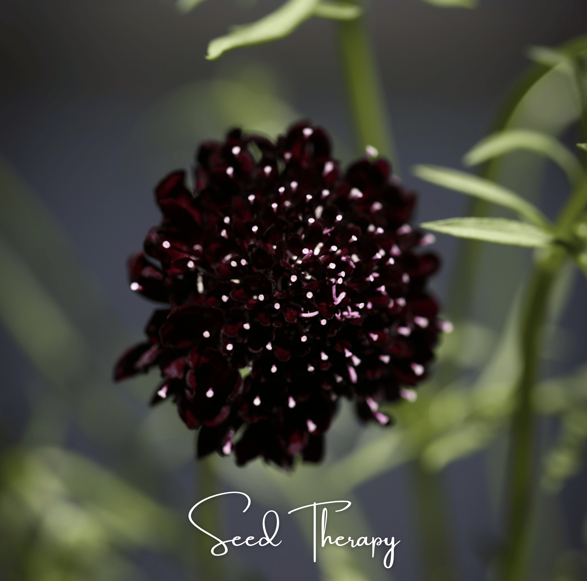 Scabiosa, Black Knight (Scabiosa atropurpurea) - 30 Seeds seed packet from Seed Therapy – American - grown, heirloom seeds