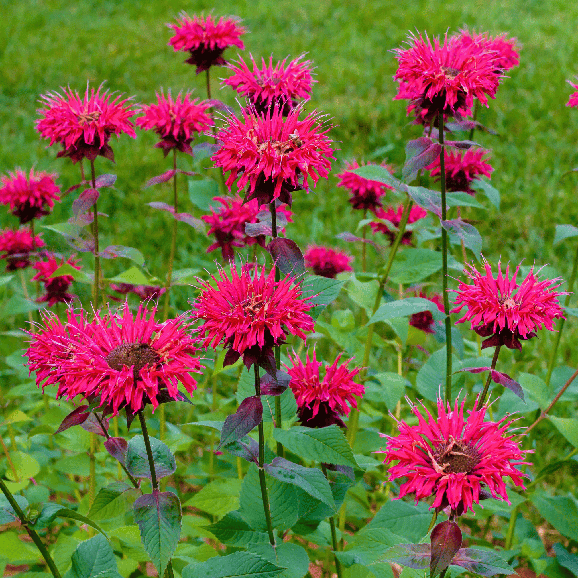 Scarlet Bee Balm – 20 Seeds seed packet from Seed Therapy – American - grown, heirloom seeds