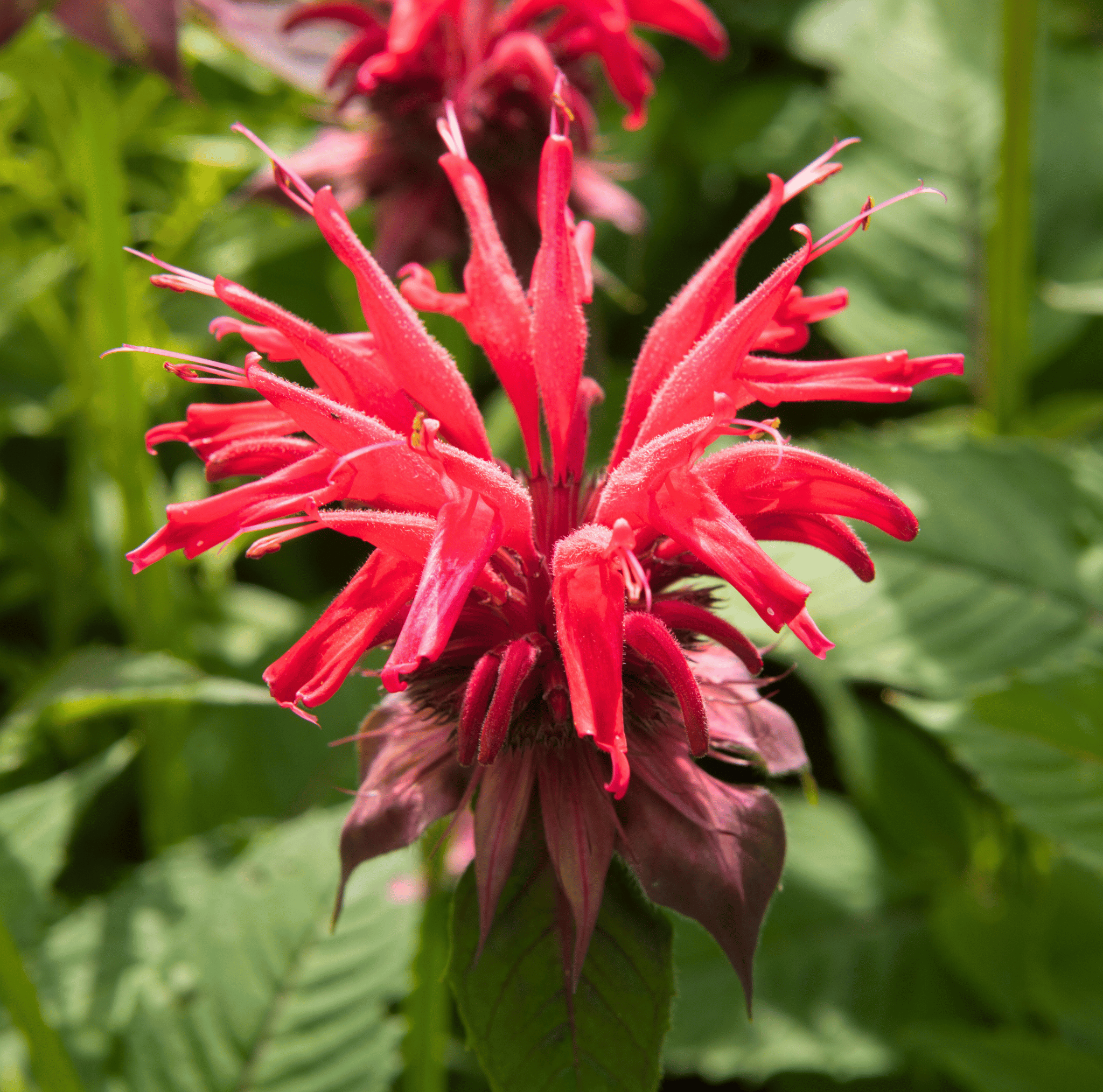 Scarlet Bee Balm – 20 Seeds seed packet from Seed Therapy – American - grown, heirloom seeds
