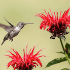 Scarlet Bee Balm – 20 Seeds seed packet from Seed Therapy – American - grown, heirloom seeds