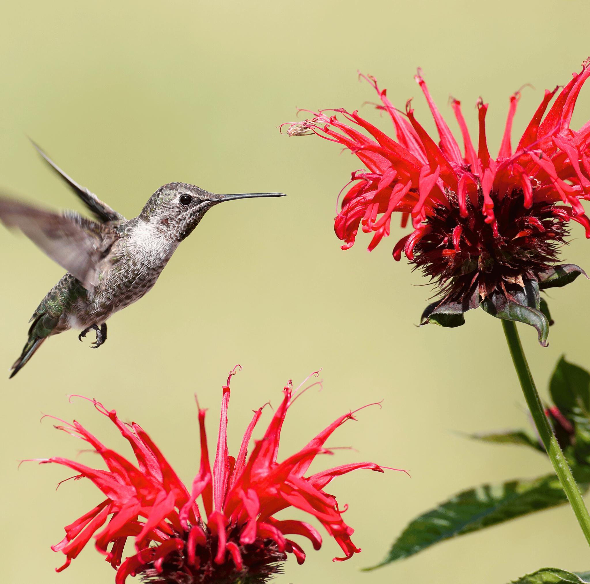 Scarlet Bee Balm – 20 Seeds seed packet from Seed Therapy – American - grown, heirloom seeds