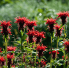 Scarlet Bee Balm – 20 Seeds seed packet from Seed Therapy – American - grown, heirloom seeds