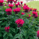 Scarlet Bee Balm – 20 Seeds seed packet from Seed Therapy – American - grown, heirloom seeds