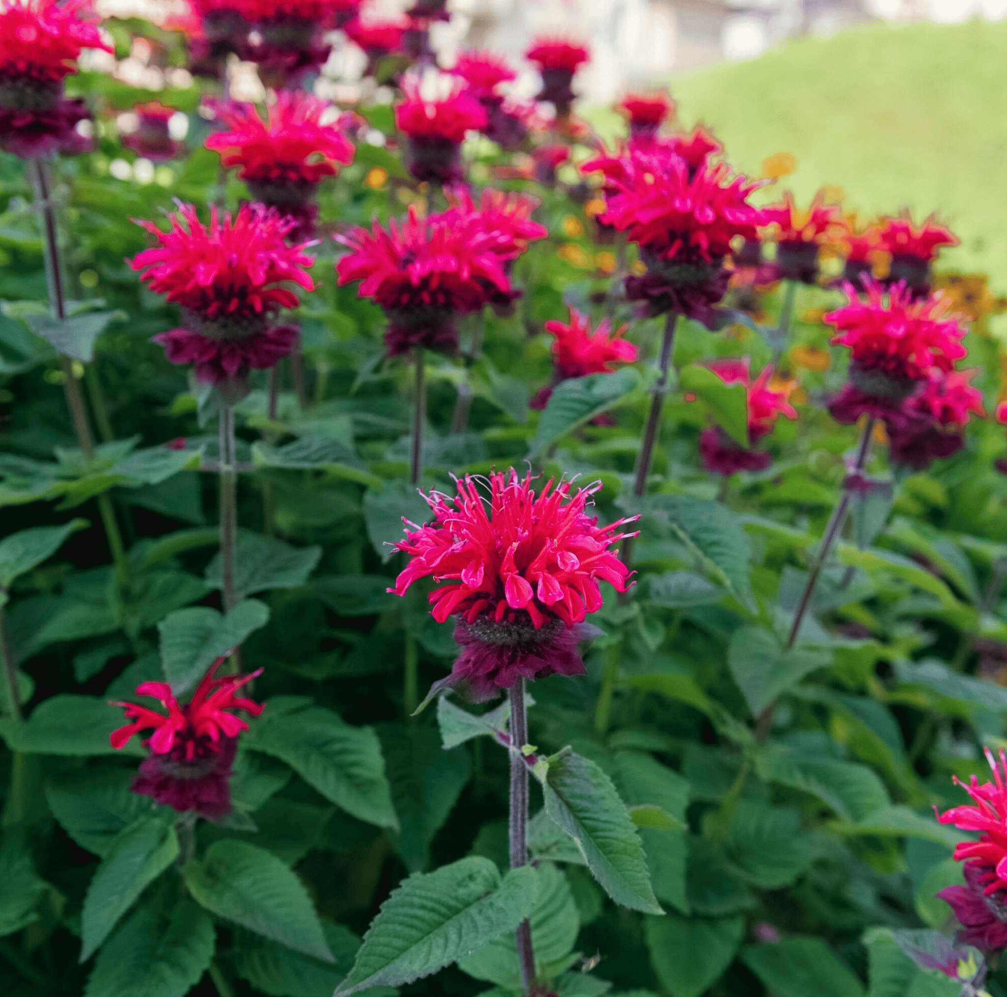 Scarlet Bee Balm – 20 Seeds seed packet from Seed Therapy – American - grown, heirloom seeds