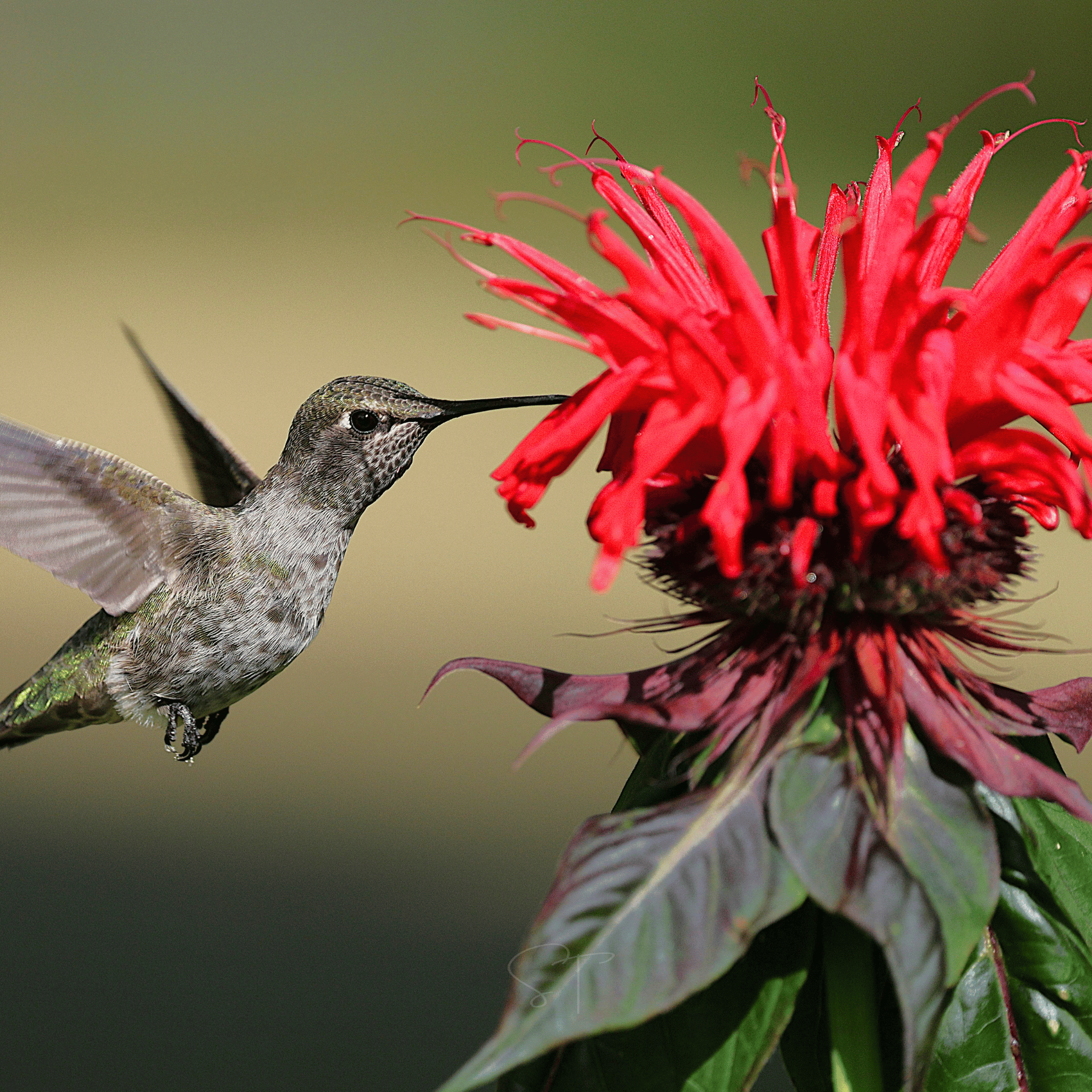 Scarlet Bee Balm – 20 Seeds seed packet from Seed Therapy – American - grown, heirloom seeds