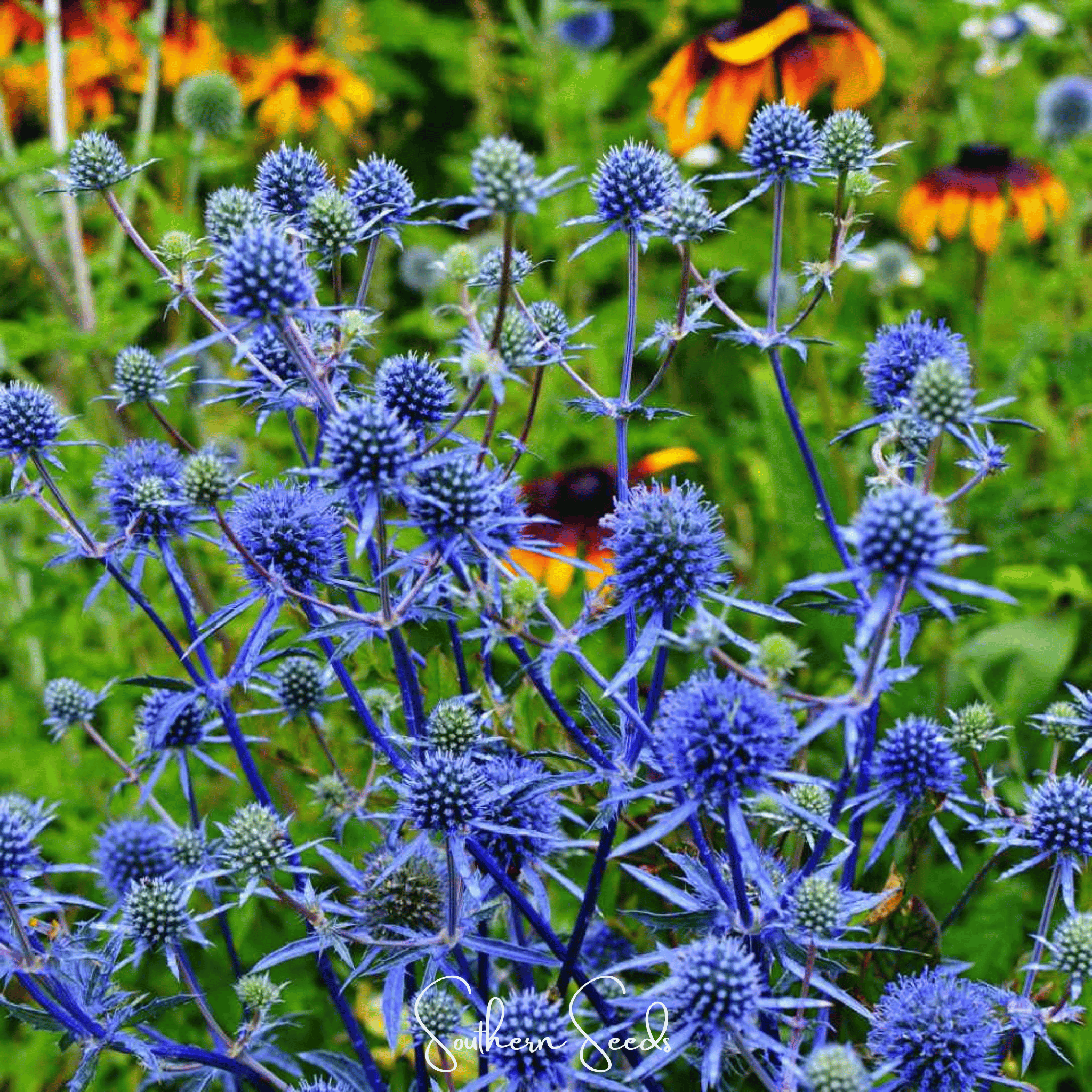 Sea Holly, Alpine (Eryngium alpinum) - 25 Seeds seed packet from Seed Therapy – American - grown, heirloom seeds
