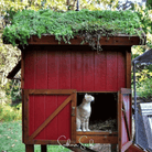 Sedum, Roof Mix - 500 Seeds seed packet from Seed Therapy – American - grown, heirloom seeds