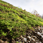 Sedum, Roof Mix - 500 Seeds seed packet from Seed Therapy – American - grown, heirloom seeds