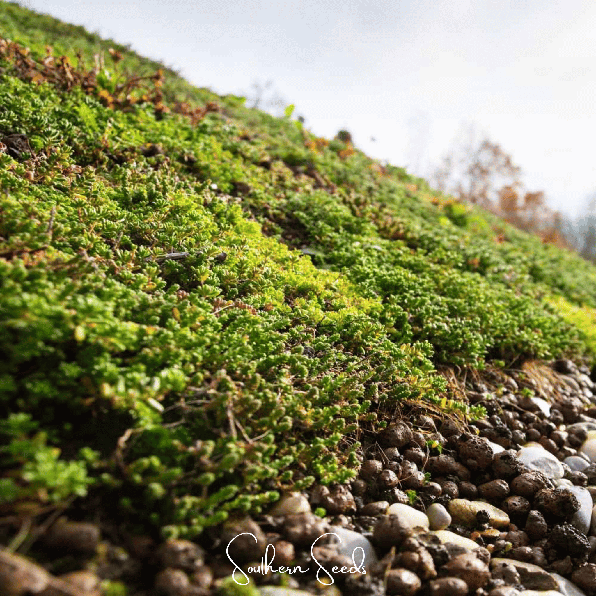 Sedum, Roof Mix - 500 Seeds seed packet from Seed Therapy – American - grown, heirloom seeds