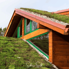 Sedum, Roof Mix - 500 Seeds seed packet from Seed Therapy – American - grown, heirloom seeds