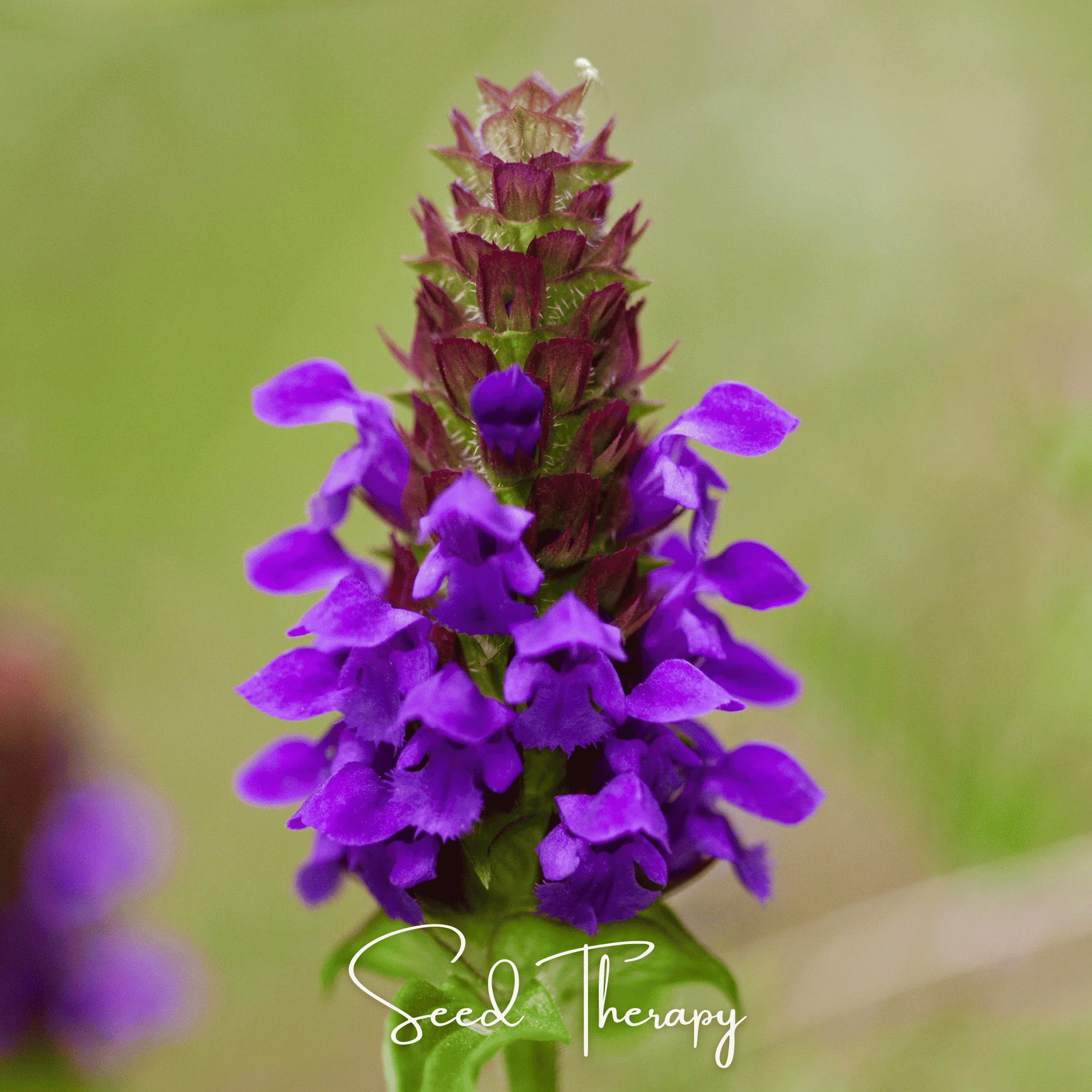 Self Heal - Heal All (Prunella vulgaris) - 50 Seeds seed packet from Seed Therapy – American - grown, heirloom seeds
