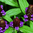 Self Heal - Heal All (Prunella vulgaris) - 50 Seeds seed packet from Seed Therapy – American - grown, heirloom seeds