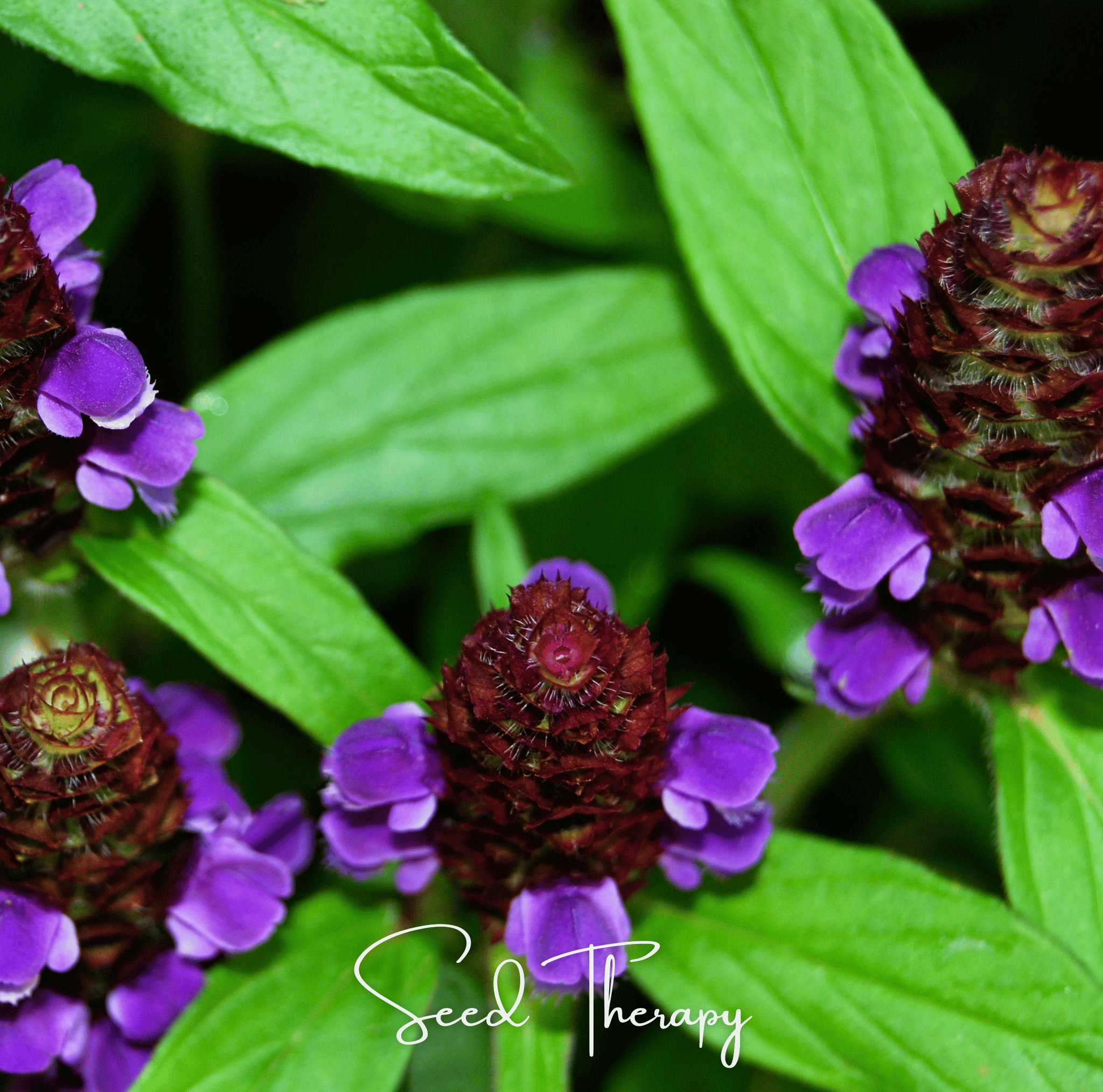 Self Heal - Heal All (Prunella vulgaris) - 50 Seeds seed packet from Seed Therapy – American - grown, heirloom seeds