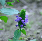 Self Heal - Heal All (Prunella vulgaris) - 50 Seeds seed packet from Seed Therapy – American - grown, heirloom seeds