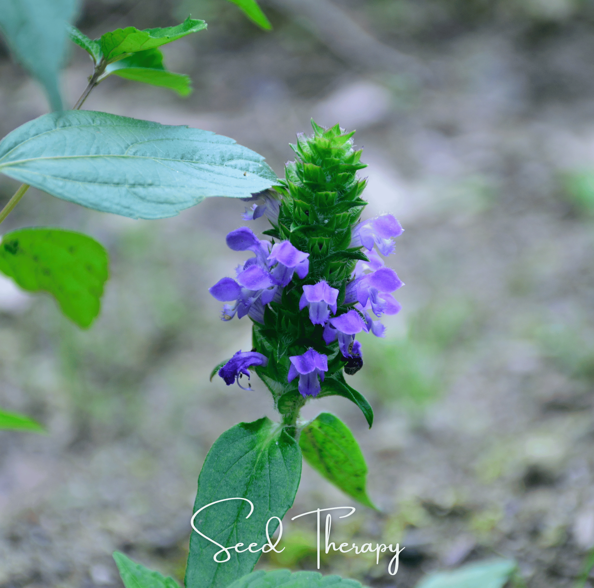 Self Heal - Heal All (Prunella vulgaris) - 50 Seeds seed packet from Seed Therapy – American - grown, heirloom seeds