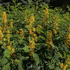 Senna, Wild (Senna hebecarpa) - 20 Seeds seed packet from Seed Therapy – American - grown, heirloom seeds