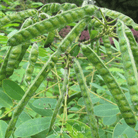 Senna, Wild (Senna hebecarpa) - 20 Seeds seed packet from Seed Therapy – American - grown, heirloom seeds