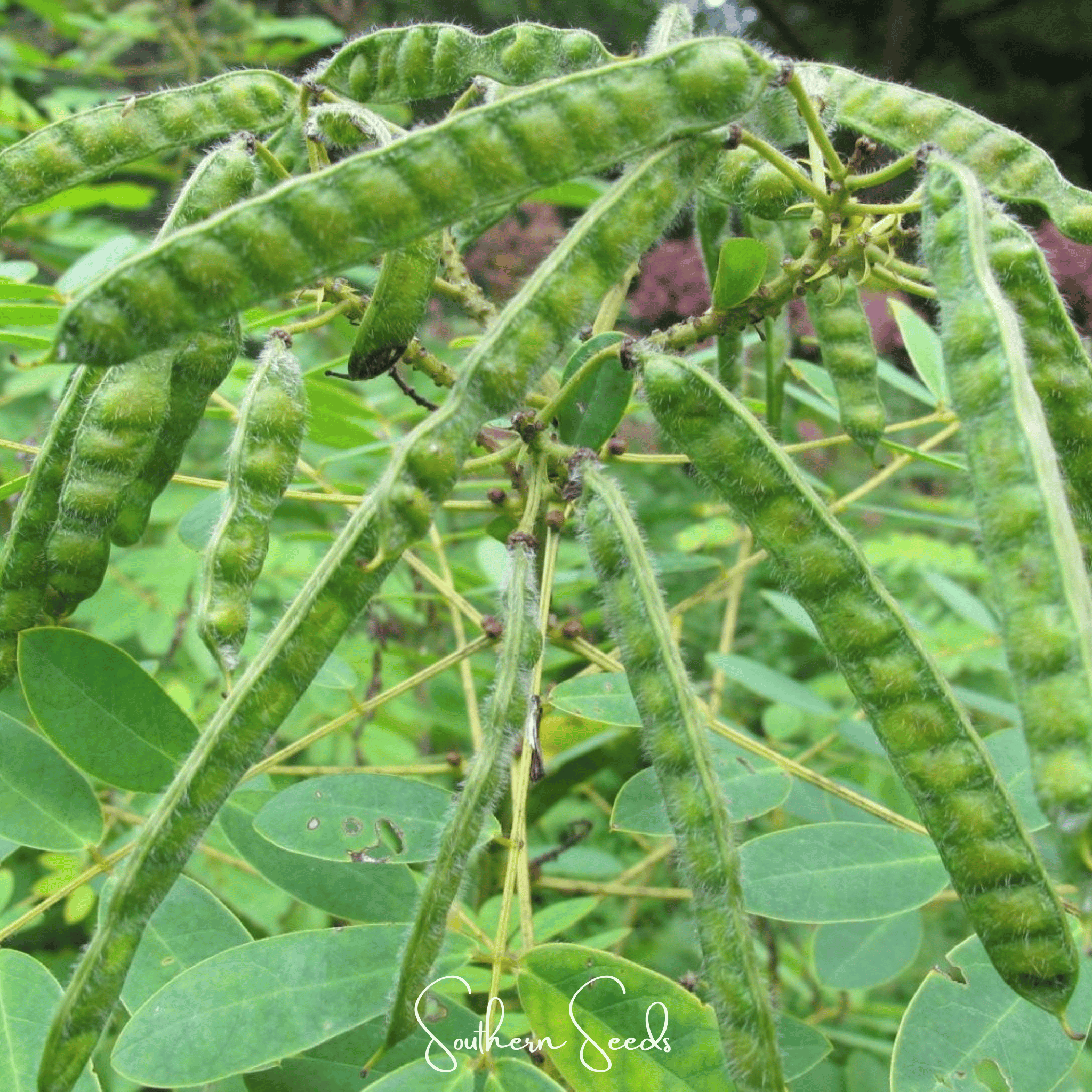 Senna, Wild (Senna hebecarpa) - 20 Seeds seed packet from Seed Therapy – American - grown, heirloom seeds