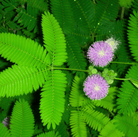 Sensitive Plant Mimosa – 50 Seeds – Responds When Touched seed packet from Seed Therapy – American - grown, heirloom seeds