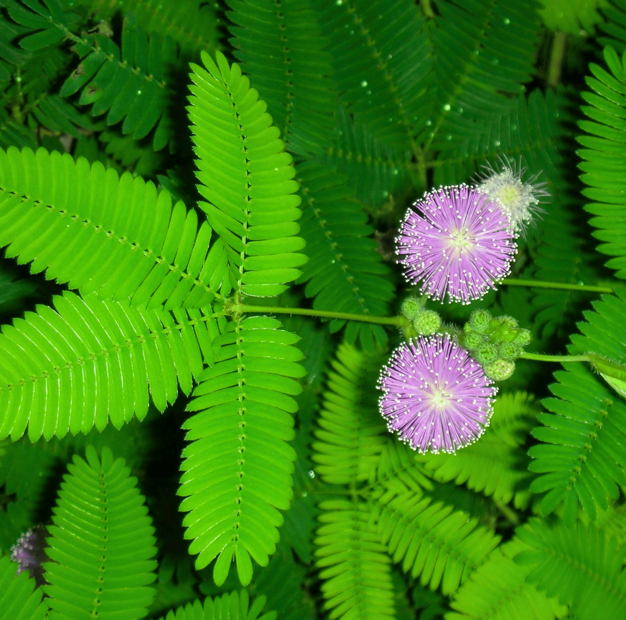 Sensitive Plant Mimosa – 50 Seeds – Responds When Touched seed packet from Seed Therapy – American - grown, heirloom seeds
