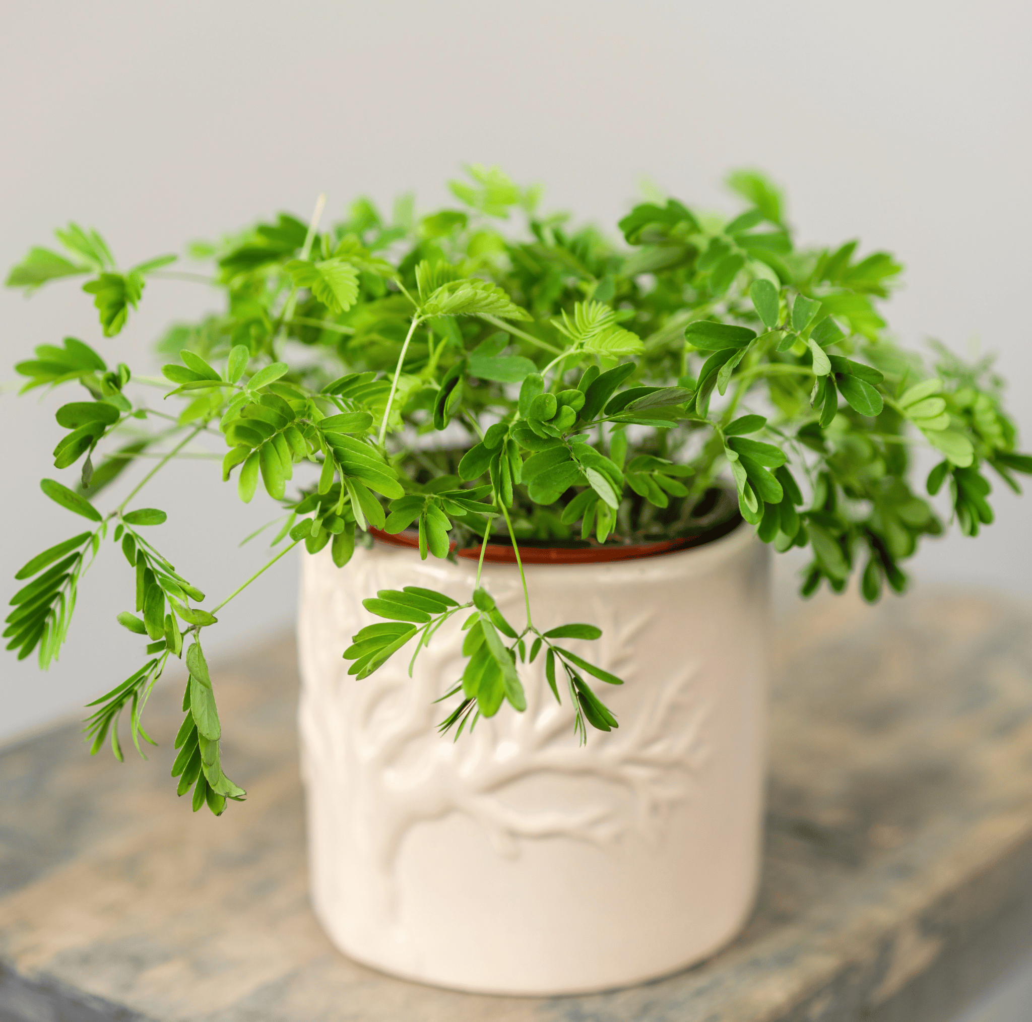 Sensitive Plant Mimosa – 50 Seeds – Responds When Touched seed packet from Seed Therapy – American - grown, heirloom seeds