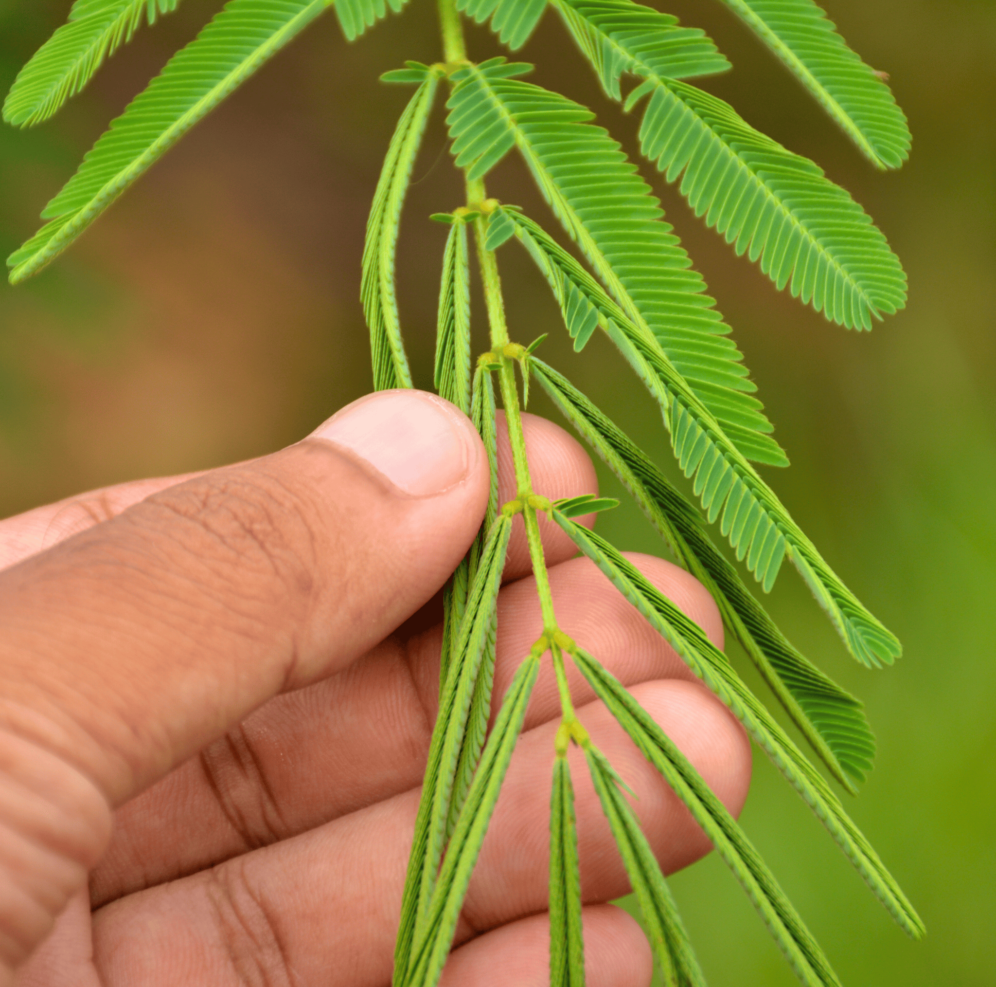 Sensitive Plant Mimosa – 50 Seeds – Responds When Touched seed packet from Seed Therapy – American - grown, heirloom seeds