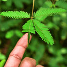 Sensitive Plant Mimosa – 50 Seeds – Responds When Touched seed packet from Seed Therapy – American - grown, heirloom seeds