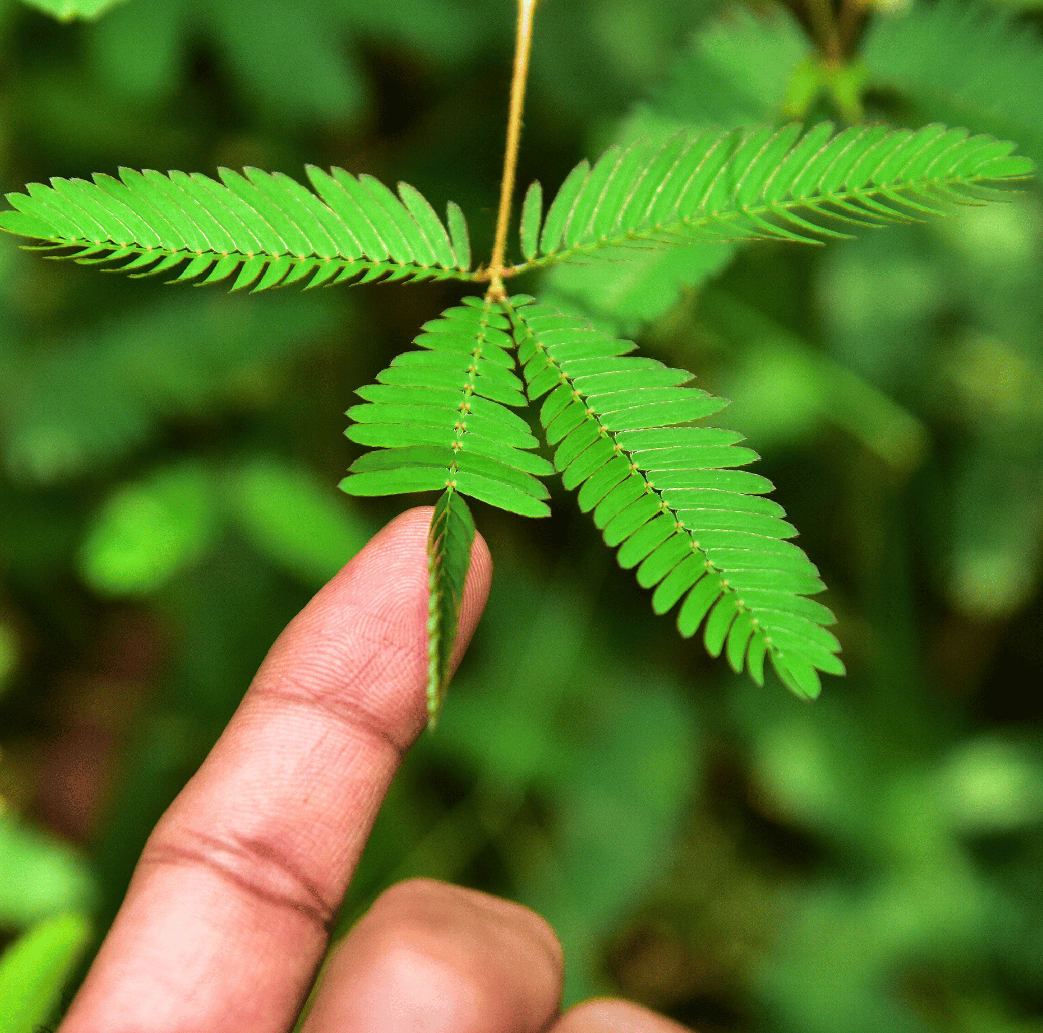 Sensitive Plant Mimosa – 50 Seeds – Responds When Touched seed packet from Seed Therapy – American - grown, heirloom seeds