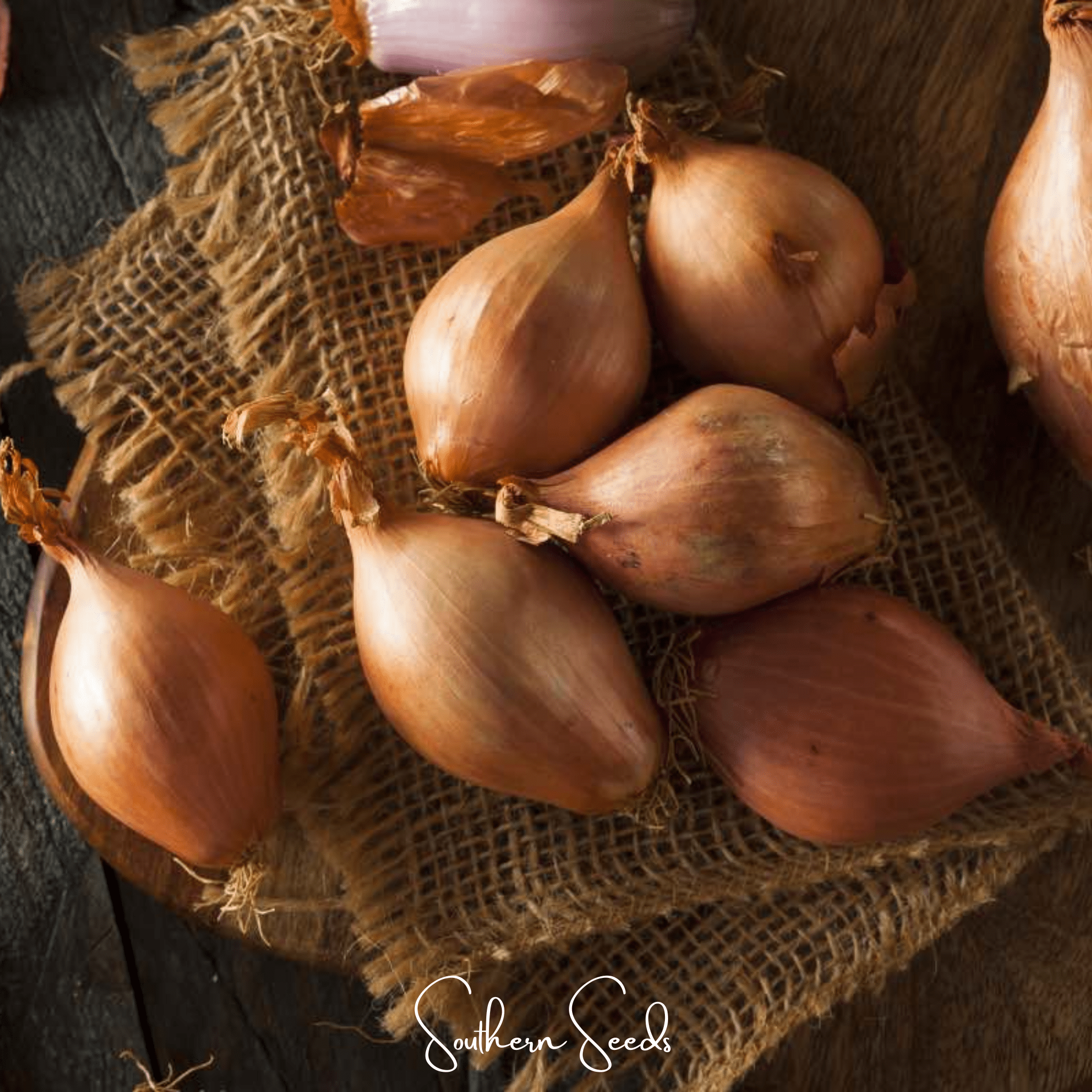 Shallot, Davidor (Allium cepa) - 50 Seeds seed packet from Seed Therapy – American - grown, heirloom seeds