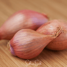 Shallot, Davidor (Allium cepa) - 50 Seeds seed packet from Seed Therapy – American - grown, heirloom seeds