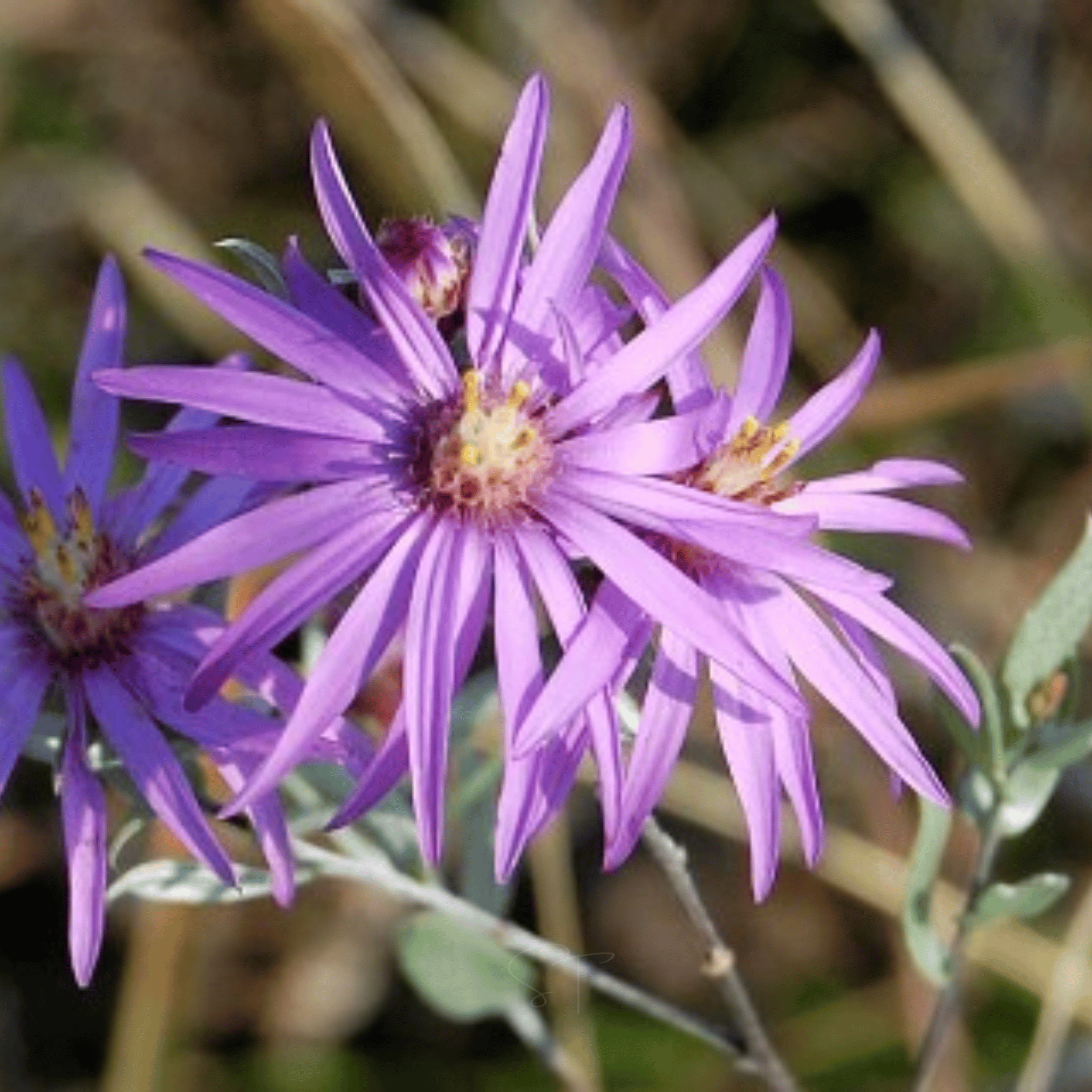 Silky Aster – 25 Seeds seed packet from Seed Therapy – American - grown, heirloom seeds