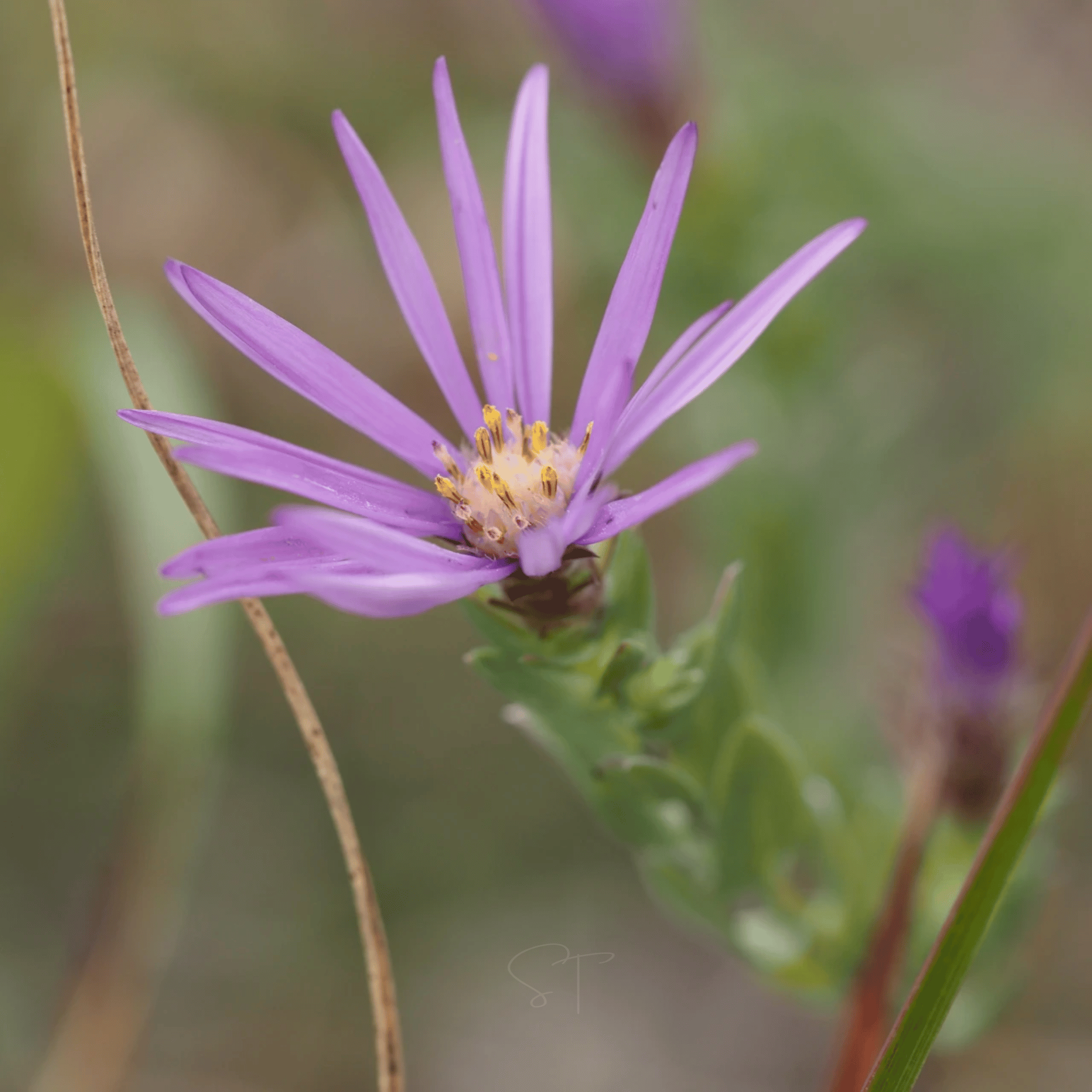 Silky Aster – 25 Seeds seed packet from Seed Therapy – American - grown, heirloom seeds